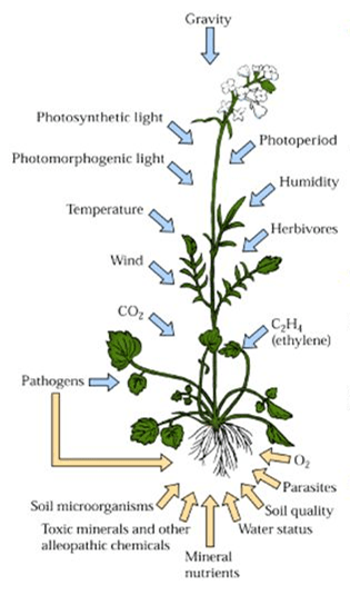 Plant Stress Physiology