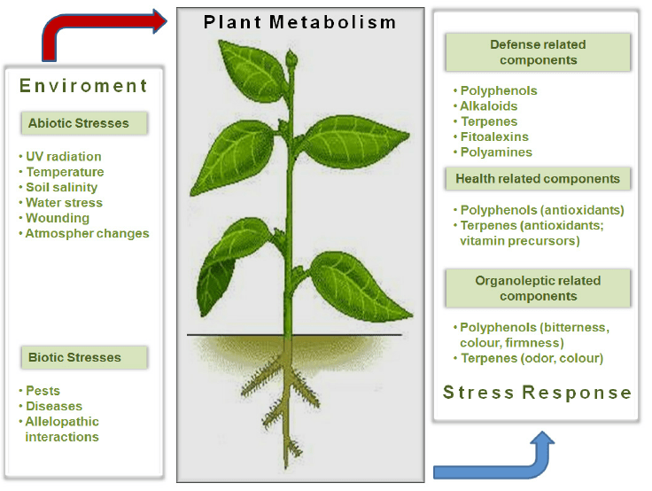 Plant Metabolism 