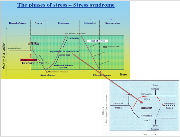 Phases of stress 