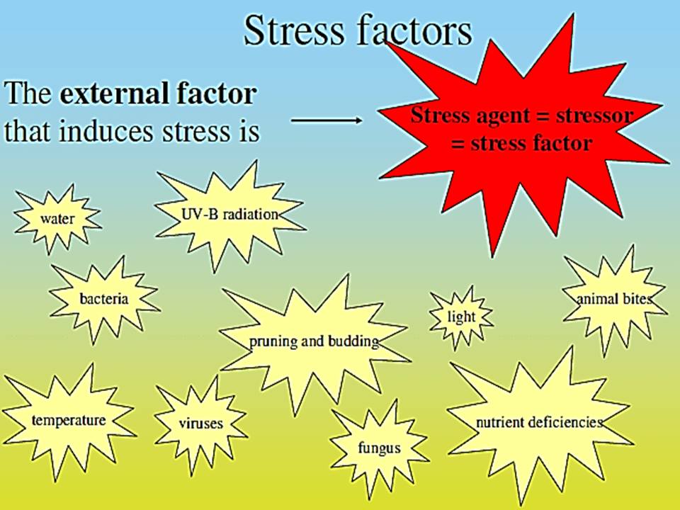 Stress Factor 