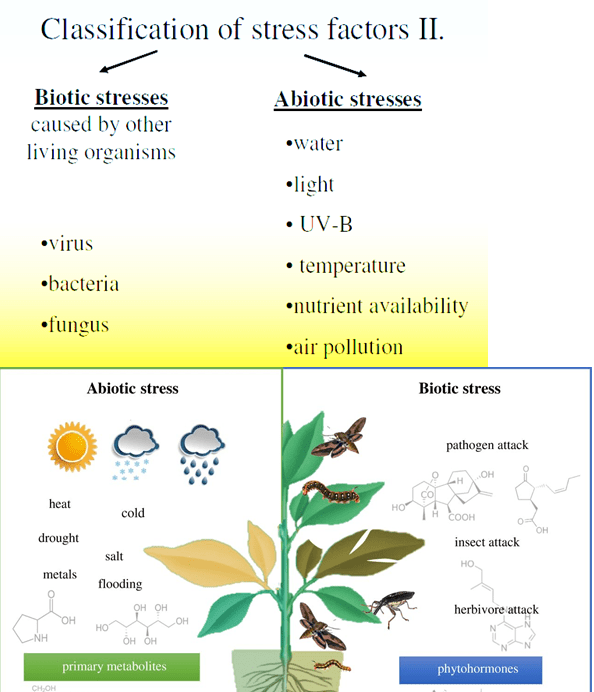 Classification of stress factor II