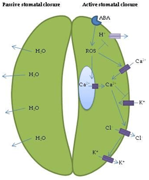 Hydropassive stomatal closure