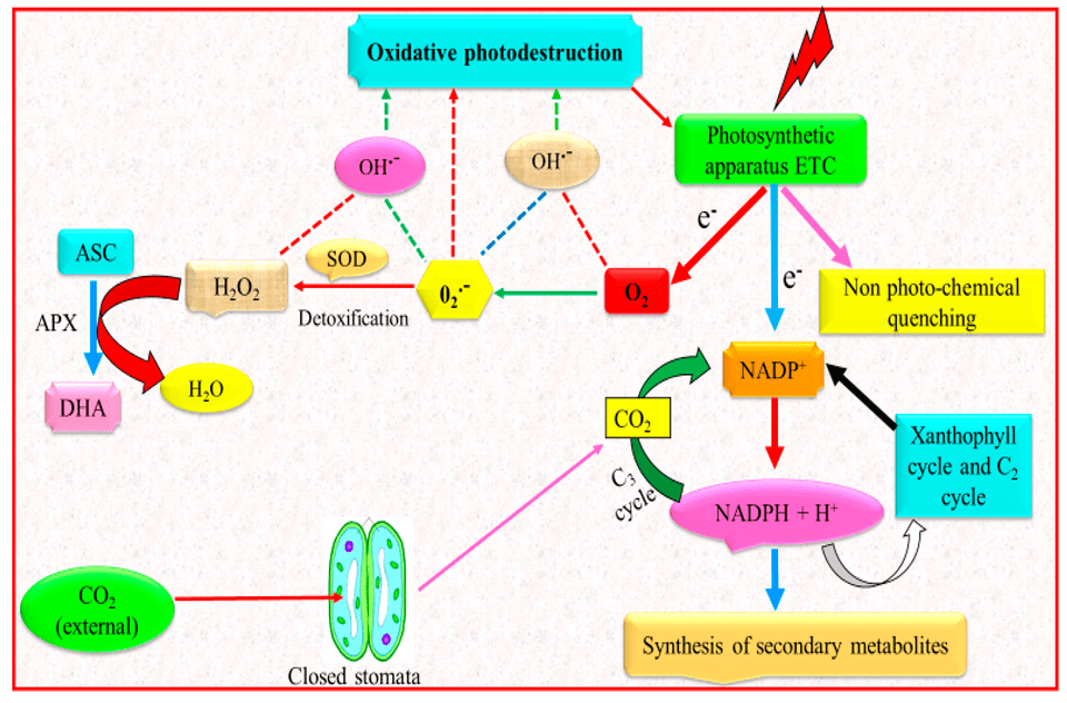 Photo-oxidation process