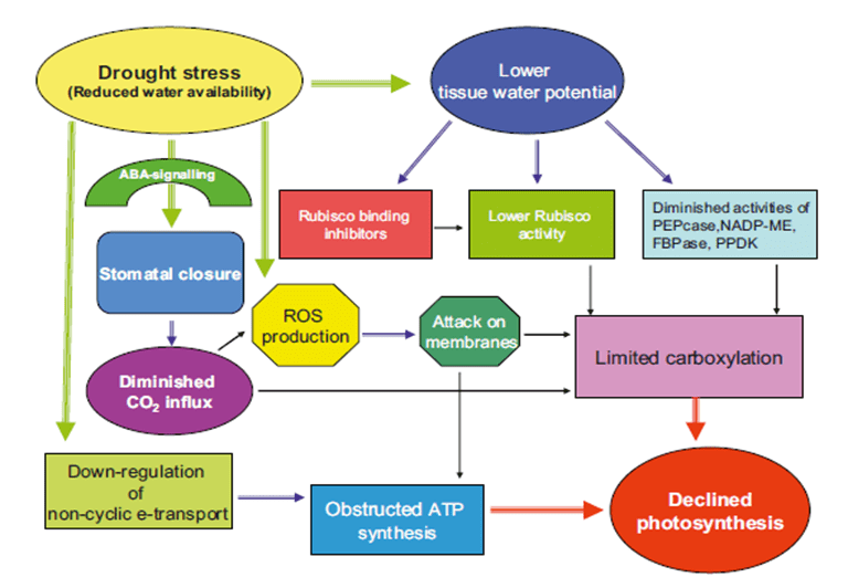 ATP synthesis.