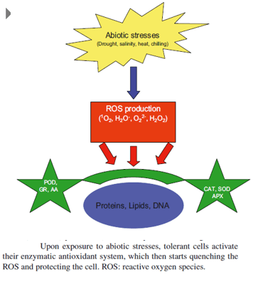 Abiotic Stresses