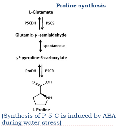 Proline Synthesis