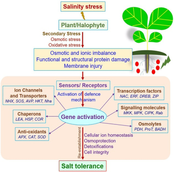 Plant Stress Physiology → Tolerance Mechanisms In Plants To Salt Stress ...