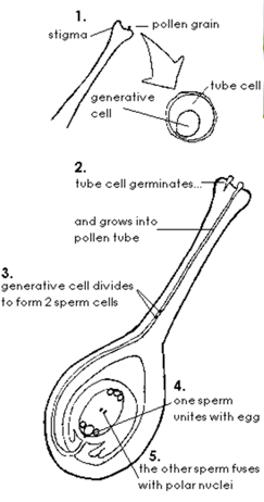 Plant Sciences-II → Sexual Reproduction in Plants (Lecture 5) - Cuitutorial