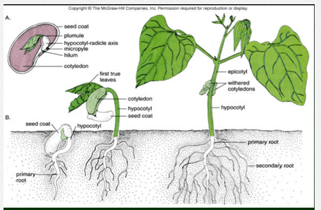 Plant Sciences-II → Inflorescence Modes of pollination and Life cycle ...